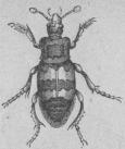 343. Vanlig dödgräfvare<b(Neeröpliorus ve spillo).<b16 mill.