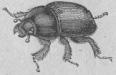 347. Tordyfvel (Sernabbus stercorårius).<b25 mill.