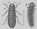348. Lysmask (Lmnpyris noctiluca).<tabl<t<ta Hane.    </t<tb Hona.</t</t</tabl<b12 mill.