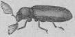 353. Bokborrare <b(Ptilinus pectinicörnis).<b5 mill.