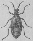 356. Vanlig majbagge<b(Meloé irroscarabceus)<b33 mill.