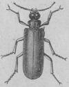 357. Spansk fluga<b(Lytta vesicatåria).<b20 mill.