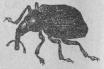358. Äplerullvifyel<b(Rhynchites bacclms).<b6 mill.