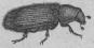 361. Plommonsplintborre<b(Scolytus prani).<b4 mill.