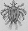 364. Phthirius inguinälis.<b1 mill.
