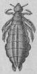 365. Hufvudlus <b(Pediculus cåpitis).<b2 mill.