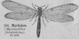366. Myrlejon     <b(Myrmecöleo ri formicårius).<b33 mill.