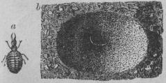 367. Myrlejon.<tabl<t<ta Larv.    </t<tb Larven i sin fallgrop.</t</t</tabl