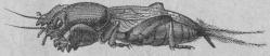 369. Mullvadssyrsa <b(Gryllotålpa vulgaris) <b50 mill.