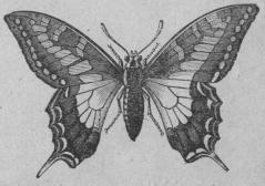 <b371. Parasollfjäril <b(Papilio macluion)<b25 mill.