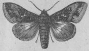 383. Sockerärtfly (Plusia gamma).<b18 mill.