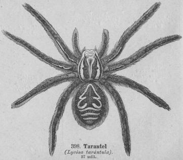 398. Tarantel<b(Lycösa taråntul).<b37 mill.