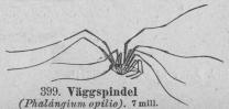 399. Väggspindel<b(Phalånyium opilio).<b7 mill.