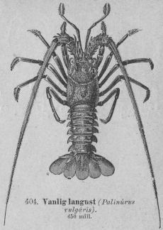 404. Vanlig langnst (Palinurus vulgaris).<b450 mill.