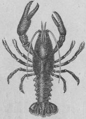 405. Vanlig flodkräfta<b(Astacus fiucidtilis).<b180 mill.
