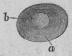 415. Dynt. (Cysticércns cellulosa).<tabl<t<ta Blåsa.   </t<tb Instjelpt hufvud af amman.</t</t</tabl