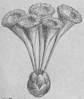 497. I flere stammar<bsammanvuxna<bStåndare. 497. I flere stammar<bsammanvuxna<bStåndare.