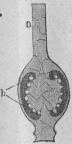 500. Pistill i längdgenomskärning.<tabl<t<ta Stift.</t</t<t<tb Fröknoppar.</t</t</tabl 500. Pistill i längdgenomskärning.<tabl<t<ta Stift.</t</t<t<tb Fröknoppar.</t</t</tabl