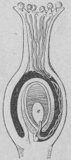 501. Fröknoppars befruktning, <be Embryosäck. 501. Fröknoppars befruktning, <be Embryosäck.