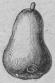 504. Skalfrukt. 504. Skalfrukt.