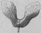 512. Dubbel vingfrukt. 512. Dubbel vingfrukt.