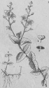 515. Teärenpris (Veronica charncedrys).<bDiándria, Monogynia; Personátæ.<tabl<t<ta Rotstock med birötter och rotskott</t</t<t<tb Frukt.</t</t<t<tc Frukt (i genomskärning).</t</t</tabl 515. Teärenpris (Veronica charncedrys).<bDiándria, Monogynia; Personátæ.<tabl<t<ta Rotstock med birötter och rotskott</t</t<t<tb Frukt.</t</t<t<tc Frukt (i genomskärning).</t</t</tabl