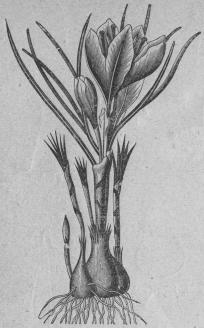 516. Äkta saffran (Oroats sativus).<bTriándria, Monogynia; Irideæ.
