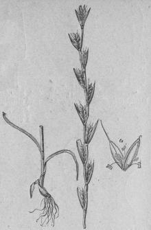 517. Dårrepe (Lölium temuléntum).<bTriándria, Digynia; Gramineæ.<ba Blomma.