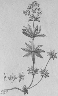 518. Myskmadra (Asp enda o dör åt a).<bTetrándria, Monogynia; Rubiåceæ.<tabl<t<ta Blomma. </t</t<t<tb Öppnad blomma. </t</t<t<tc Ståndare.</t</t</tabl