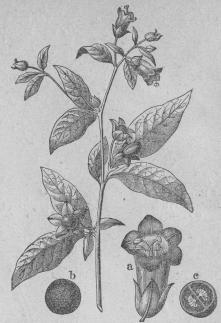 519. Belladonna  (Atropa belladonna).<bPentándria, Monogynia; Solanáceæ.<tabl<t<ta Blomma (förstorad).    </t</t<t<tb Frukt. </t</t<t<tc Frukt i genomskärning.</t</t</tabl