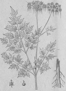 521. Vild persilja (Aethusa cynaplum).<bPentándria, Digynia; Umbelliferæ.<ba Blomma.   b Frukt,   c Rot.