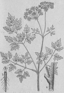 522. Fläckig odört (Conium maculätum).<bPentándria, Digynia; Umbelliferæ.<ba Stycke af stjelkens nedre del.   b Rot.