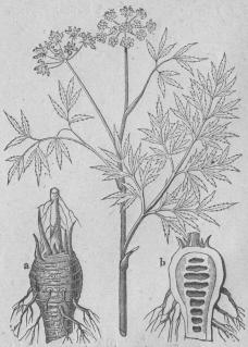 523. Vanlig Sprängört (Cicuta virösa).<bPentandria, Digynia; Umbellfferæ.<ba Rot.    b Den samma i genomskärning.