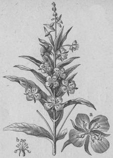 527. Mjölkört (Chamamérium<bangustifölium).<bOctándria, Monogynia; Onagrarieæ.<ba Blomma (förstrad).<bb Ståndare och Pistill.