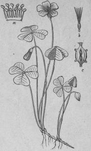 537. Vanlig harsyra (Oxalis<bacetosélla). Monadélphia, Decándria;<bGruináles.<ba Ståndare.   b Pistill.   c Frukt.