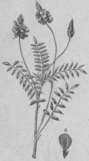 538. Vanligt helghö (Onobrychis<bmcicefölia).<bDiadélphia, Decándria; Papilionáceæ.<ba Blomma (förstorad).