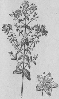 540. Äkta johannisört (Hypericum<bperfordtum).<bPolyadélphia, Polygynia; Hypericíneæ.<ba Blomma (förstorad).