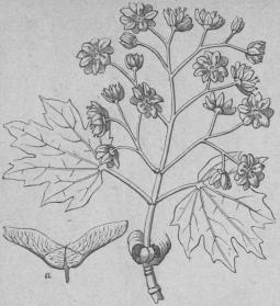 550. Vanlig lönn (Acer platanoides).<bPolygámia, Dioécia; Acerineæ.<ba Vingfrukt