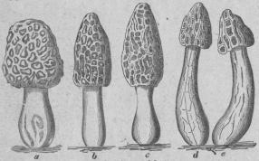560. Spetsmurklor.<bCryptogámia, Fungi; Discomycétes <tabl<t<ta Morchélla esculénta.   </t<tc M. deliciósa. </t</t<t<tb M. cónica.                  </t<td e M.  rimósipes.</t</t</tabl