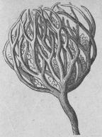 563. Jerikoros<b(Anastdtica Meroehuntica).<bTetradynámia, Siliculósæ;<bCruciferæ.