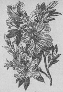 564. Azalé (Azálea indica crispiflóra)<bPentándria, Monogynia; Ericineæ.
