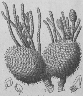 566. Araukarie (Araucaria columndris).<bDioécia, Dodecándria; Coniferæ.<tabl<t<ta Gren med hanblommor. </t</t<t<tb Gren med honblommor. </t</t<t<tc d Blad (förstorade). </t</t<t<te Ståndare (förstorad).</t</t</tabl<b
