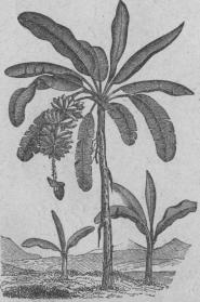 567. Banan (Musa sapiéntum).<bMonoécia, Hexándria; Musáceæ.