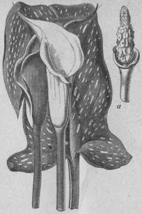 568. Calla (Riehdrdia afriedna).<bHexándria, Monogynia; Aroideæ.<ba Blomkolf.