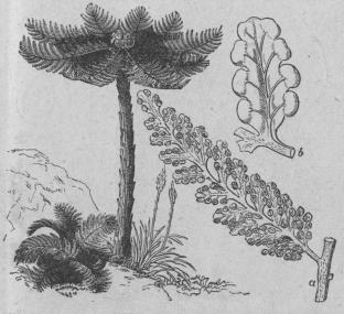 569. Trädartad ormbunke (Balantium arloréscens).<bCryptogámia, Filices; Cyatheáceæ.<ba Sidoflik (i naturlig storlek) af ett blad. <bb Småflik af ett blad.