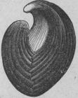 573. Pentámems knighti<b(Siluriska formationen).<b60 mill.