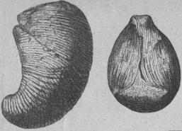 574. Phragmóceras ventricósum<b(Siluriska formationen).<b200 mill.