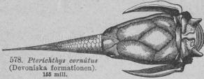 578. Pterichthys cornútus<b(Devoniska formationen).<b165 mill.