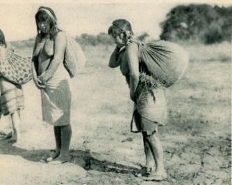 36. Chorotikvinnor bära hem vilda frukter i sina caraguatáväskor.