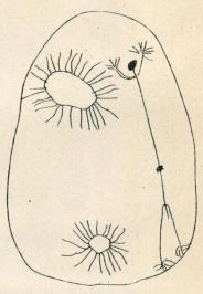 41. Teckningar av en ashluslaygosse. <su<smal1</smal</su/<su<smal2</smal</su.<bAshluslay till häst.